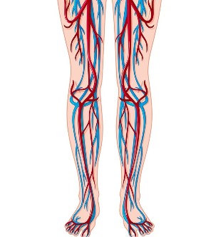 腿部静脉和动脉的位置
