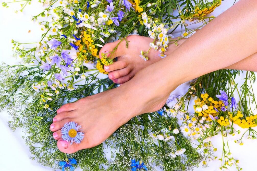 静脉曲张的草药