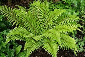 压缩治疗静脉曲张